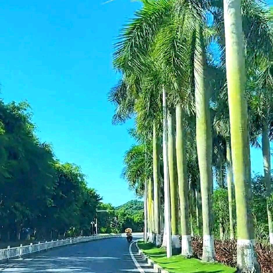 温柔的谎言💐💐