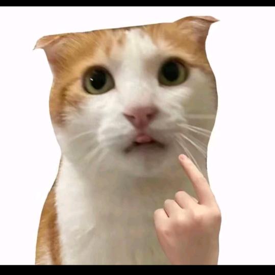 元宝(///ω///)