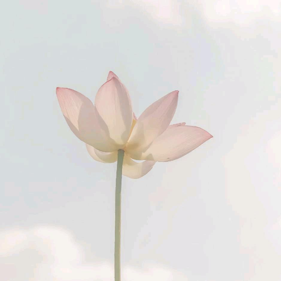 sakura最好了