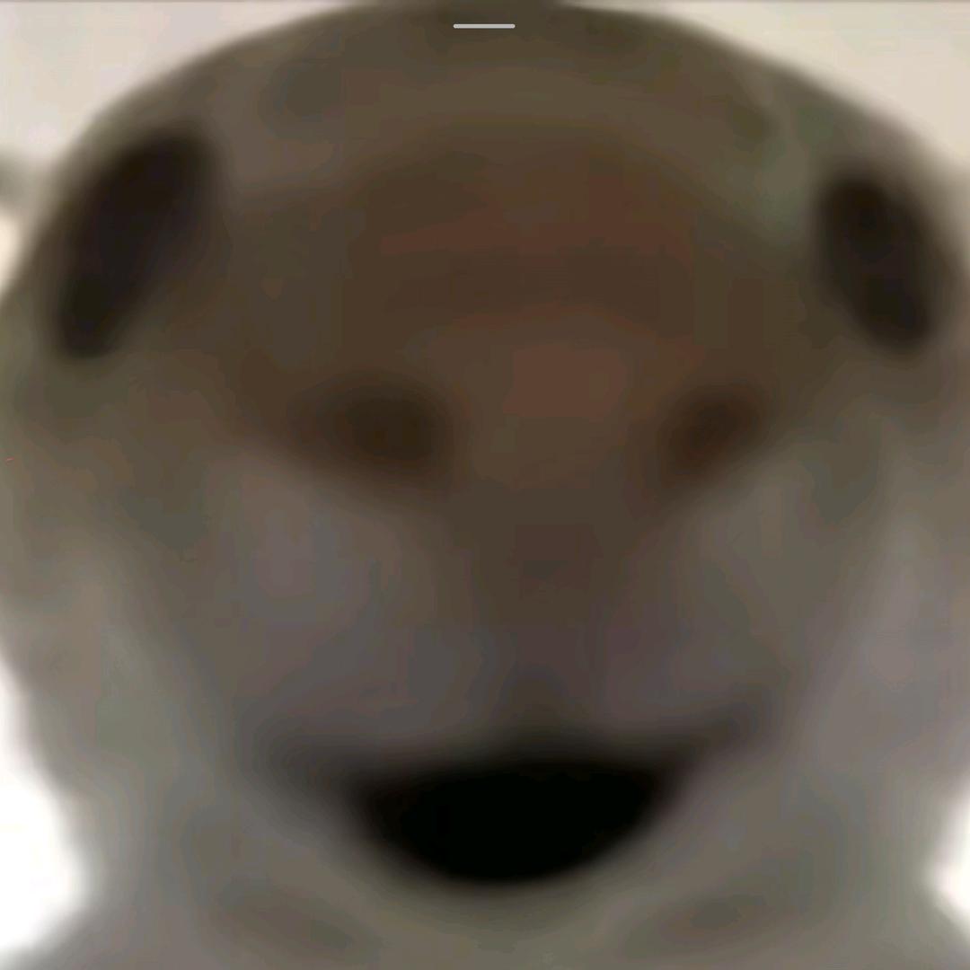 希望得吃非洲之行的鼠鼠