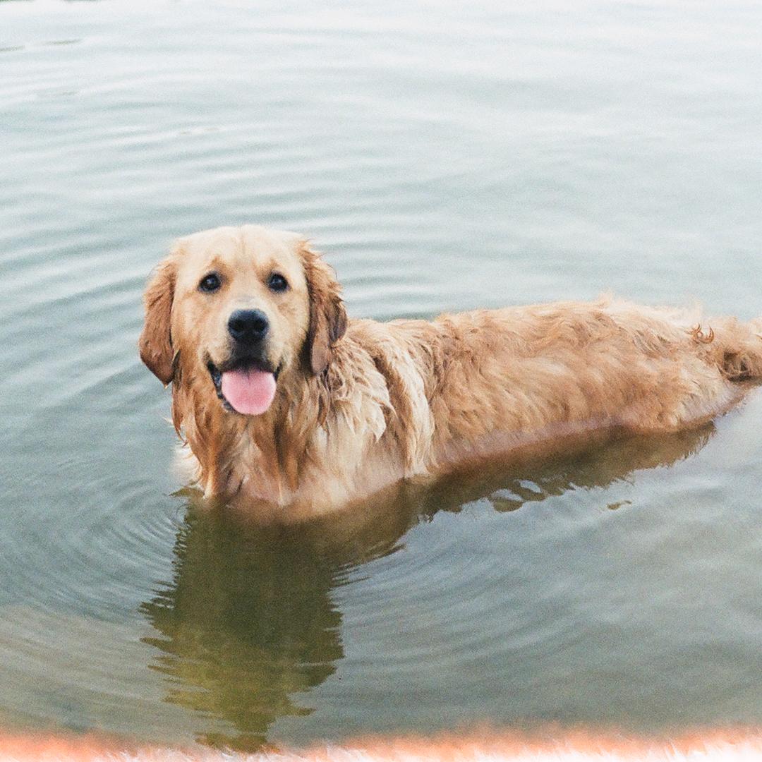 elsa和呀咔的日记