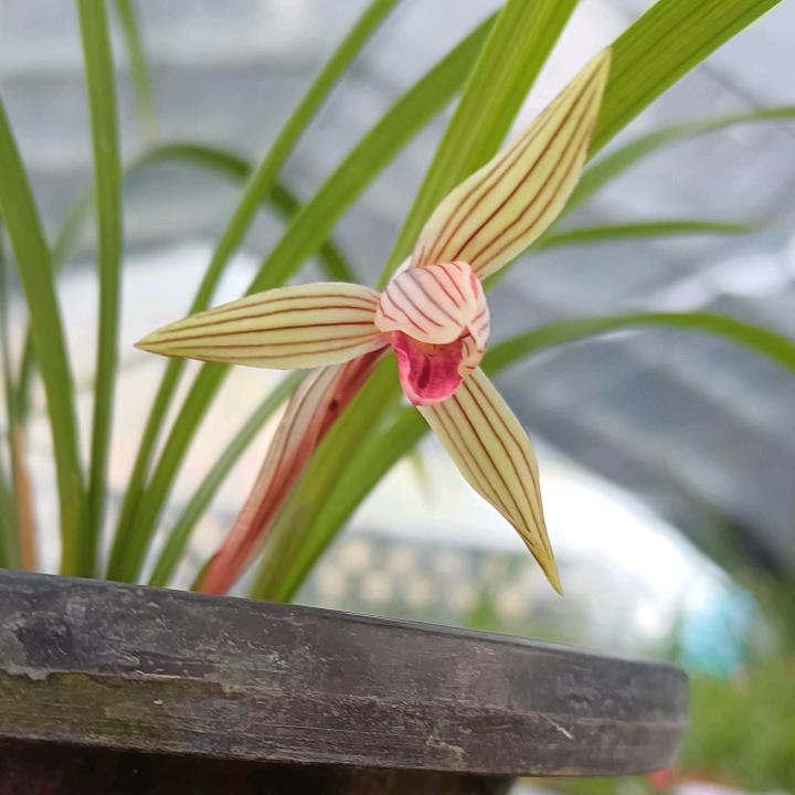 巴蜀兰桩