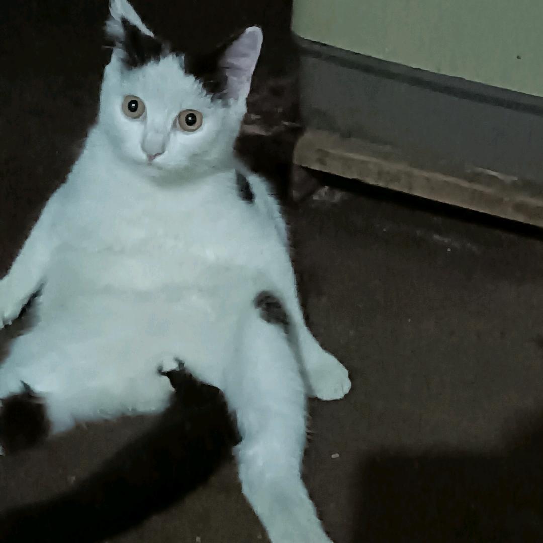何家老大哥