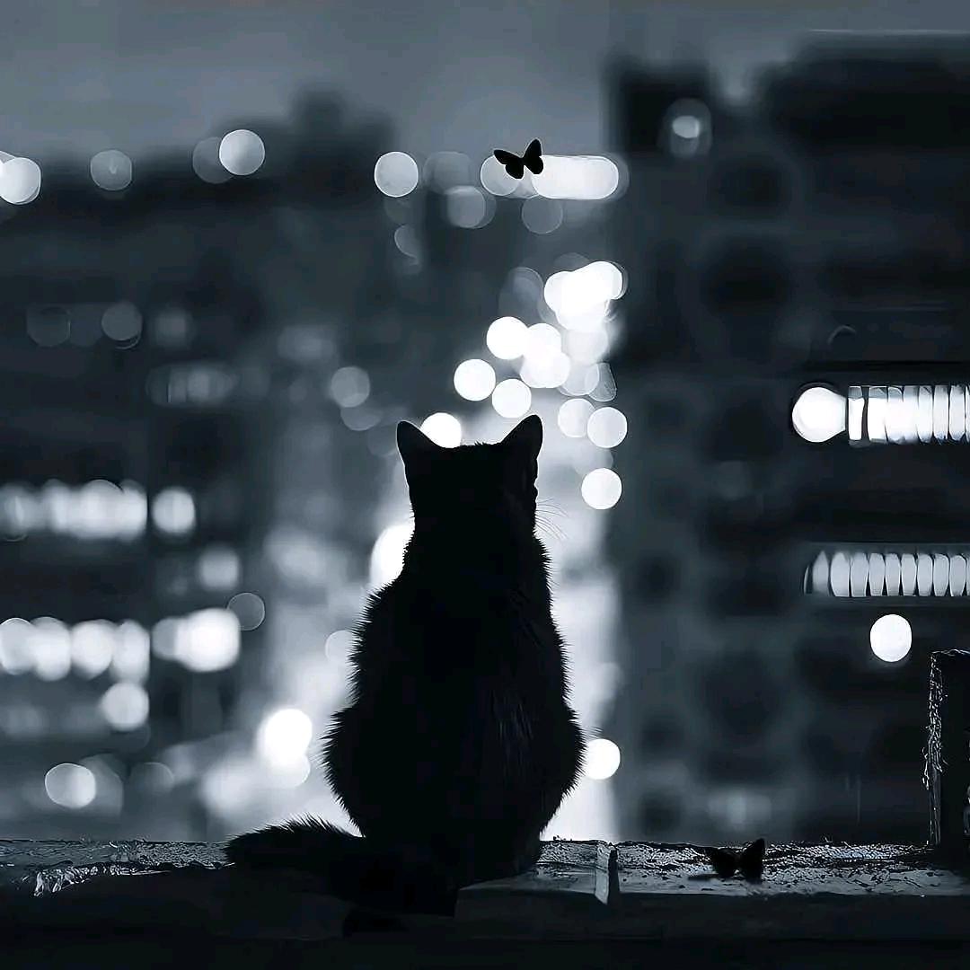志赢梁老师