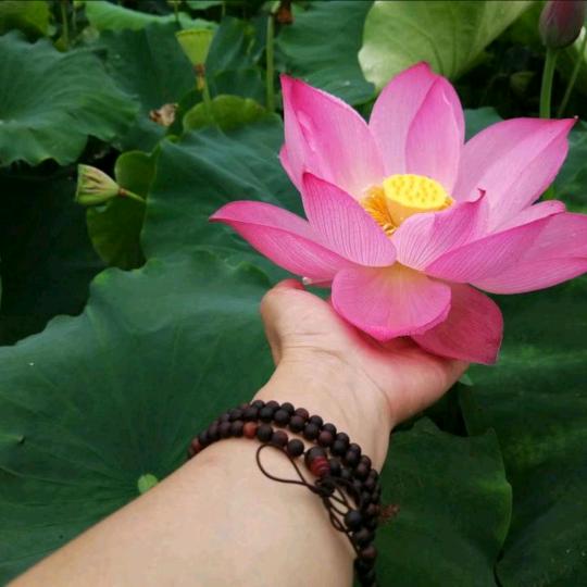 幸运草🍀