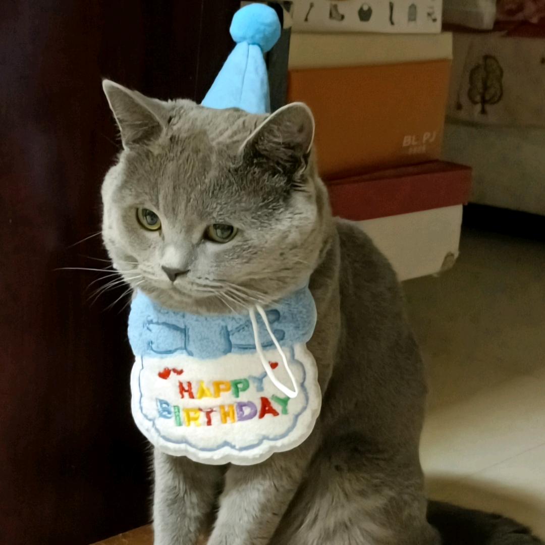 可乐🐱