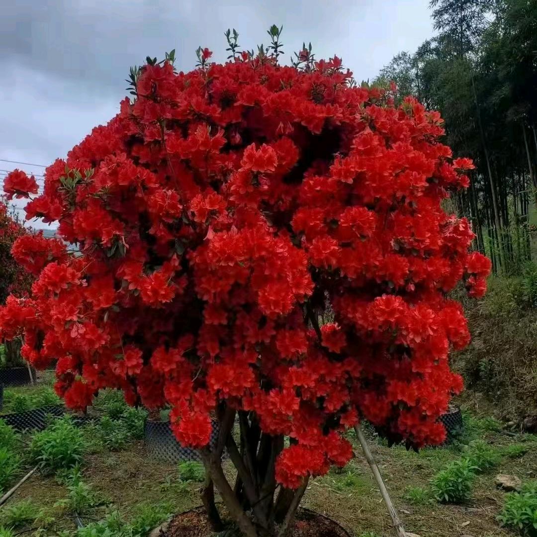 艺树花汇
