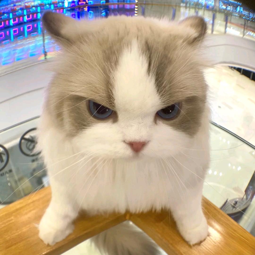 小驴探案