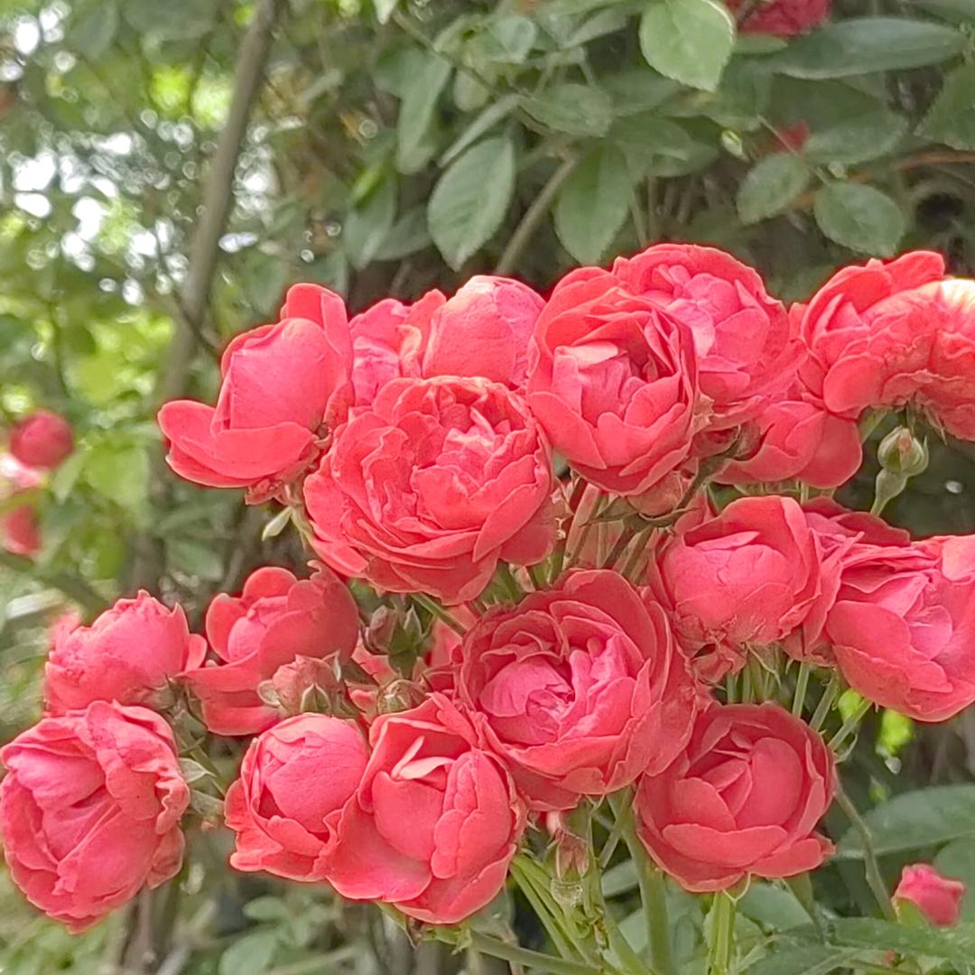 荣荣