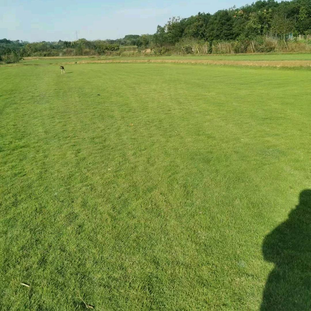 思乐湖南常德草皮基地