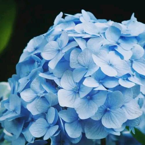 阿芳