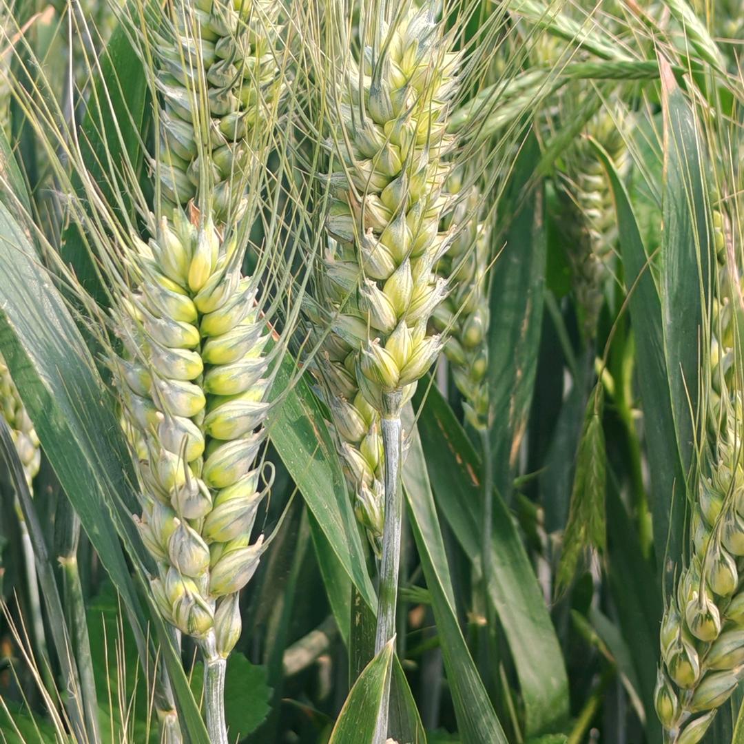 青岛利万嘉种业