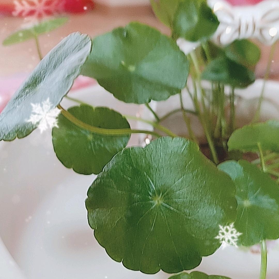 宋美慧