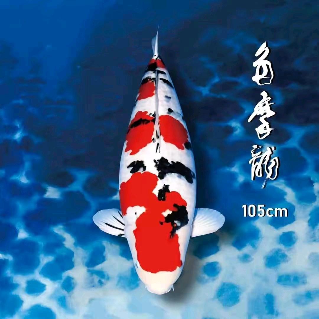 坤坤观赏鱼