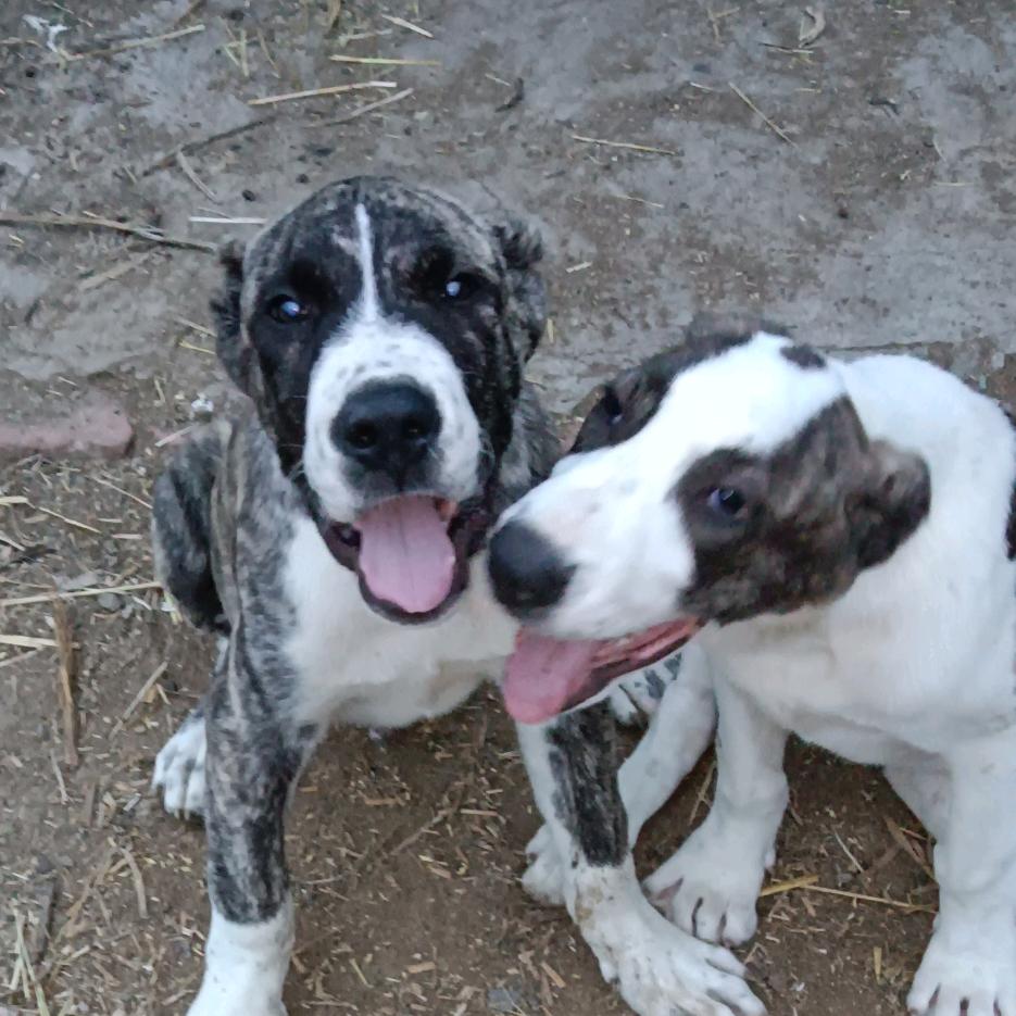 🌈🌈《养羊🐏养狗🐶》老侯