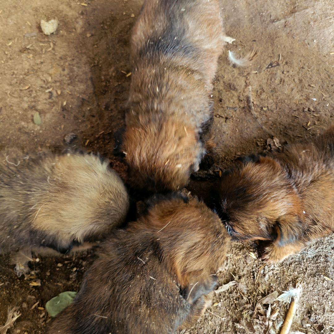 爱吃六一早餐的彭少