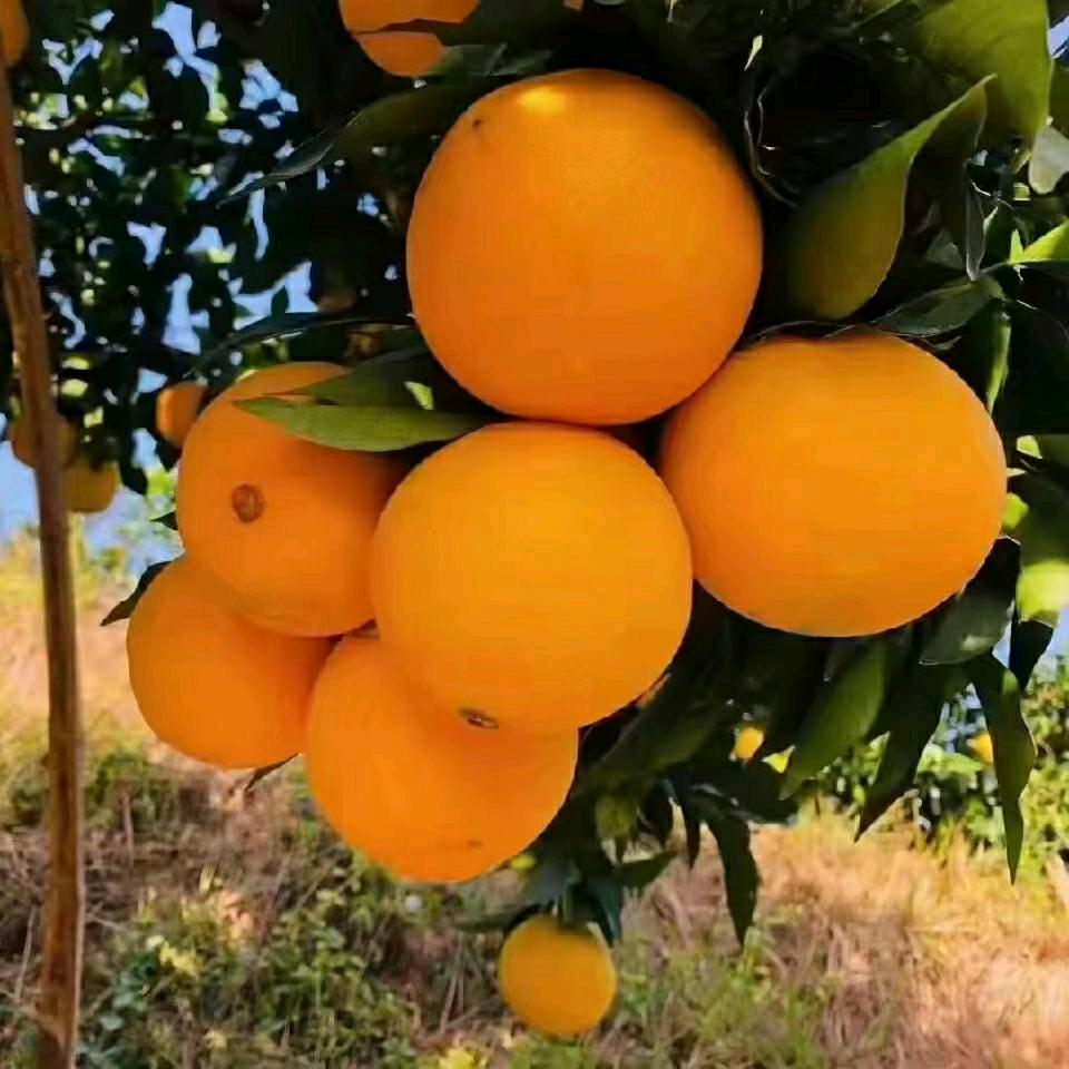 陈节伟