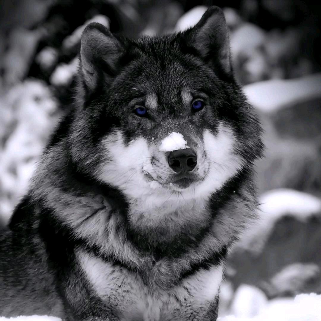 贪狼