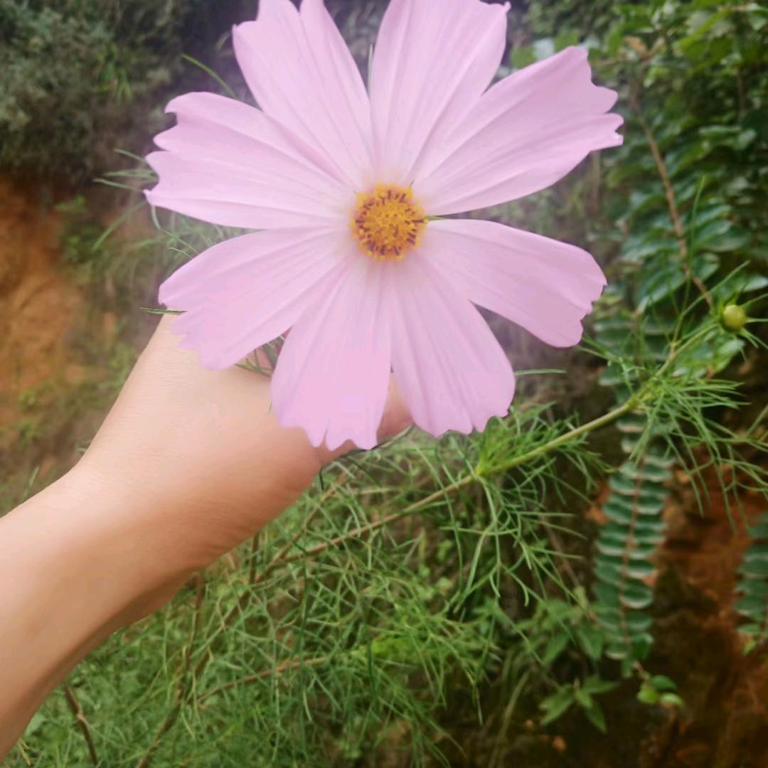 🌻🌻