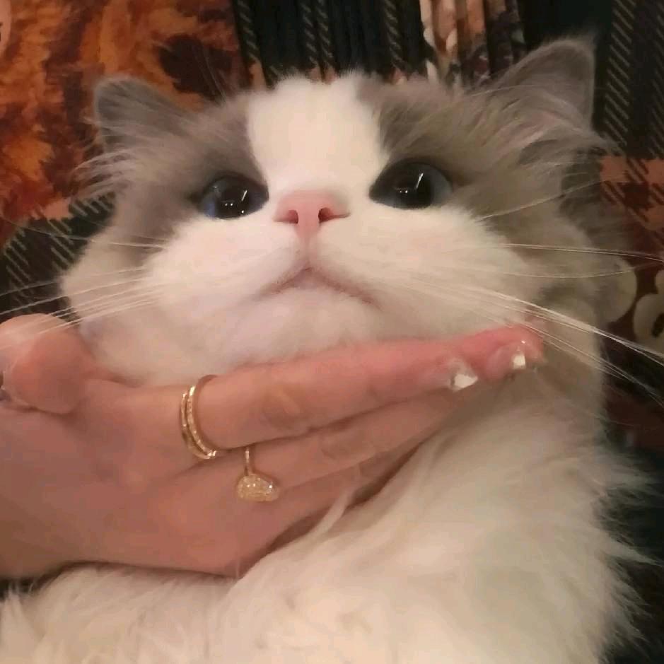 无忧小猫