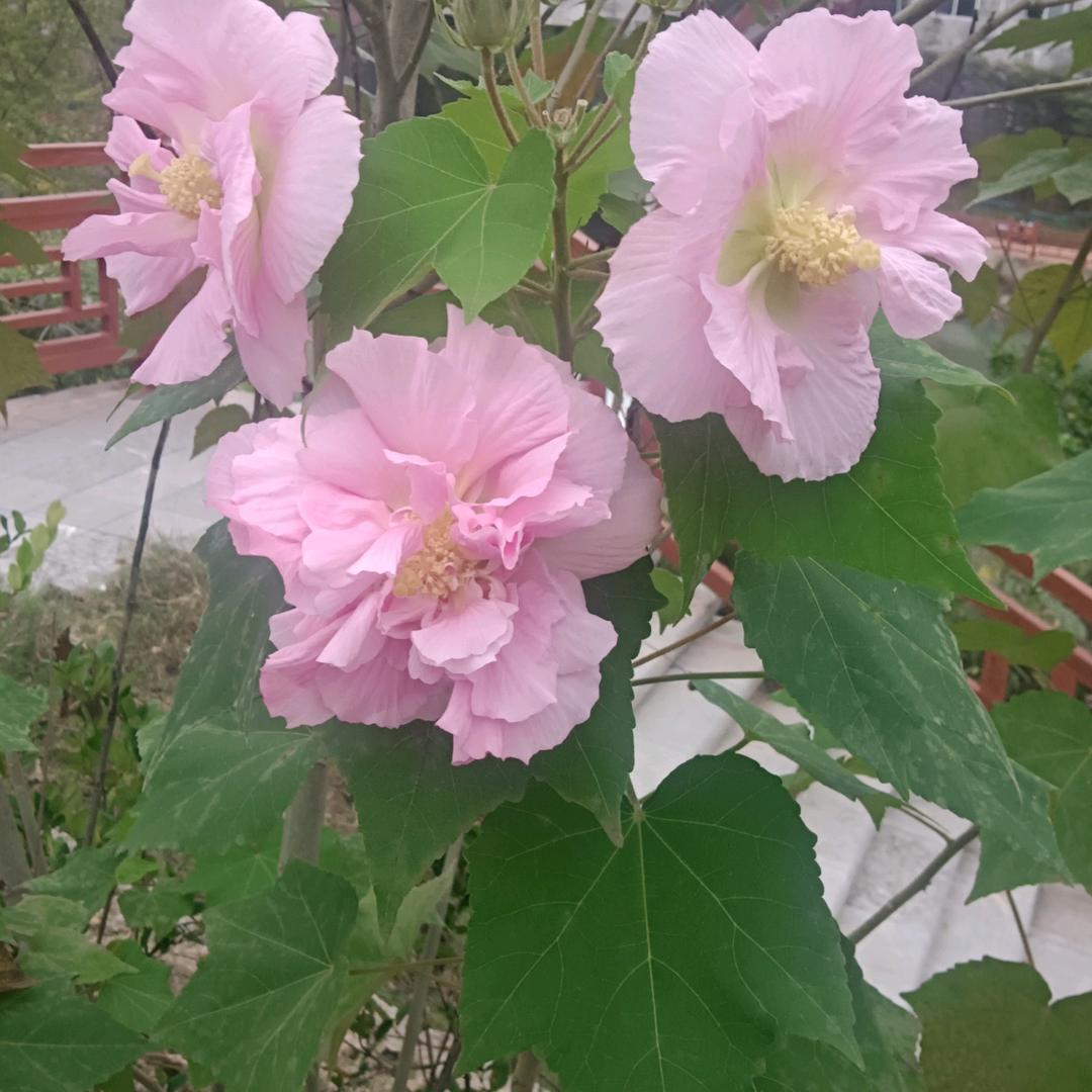 小余儿