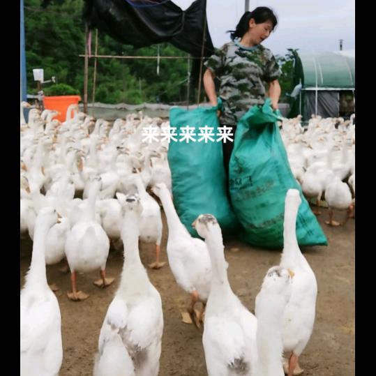 徐 长 英 家庭农场