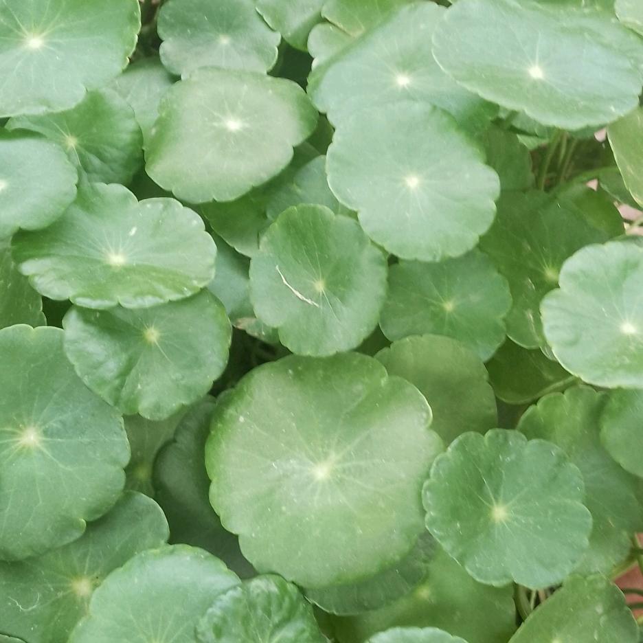 农村李（安心）