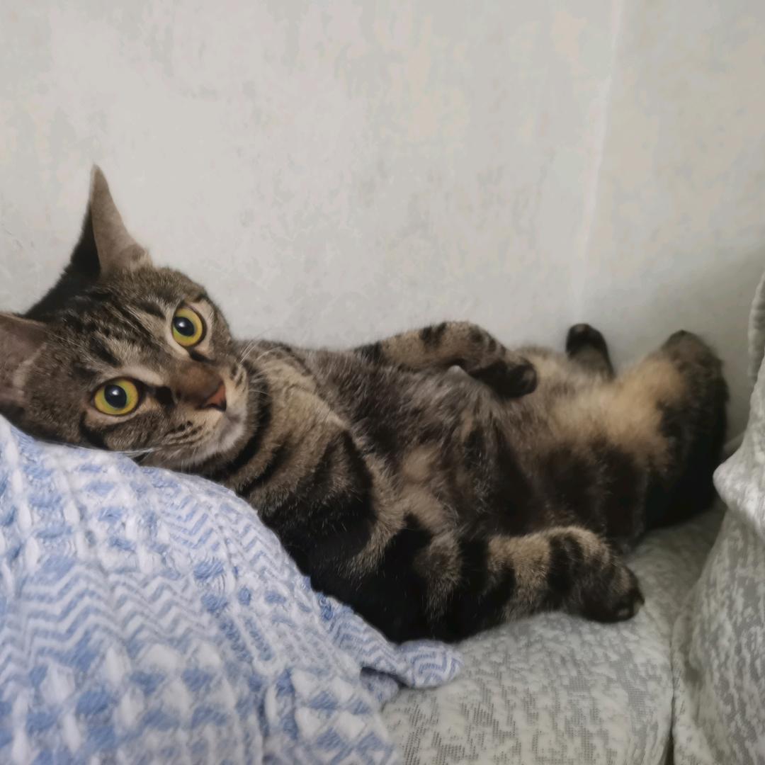 艾玛不配有马桶（直播）