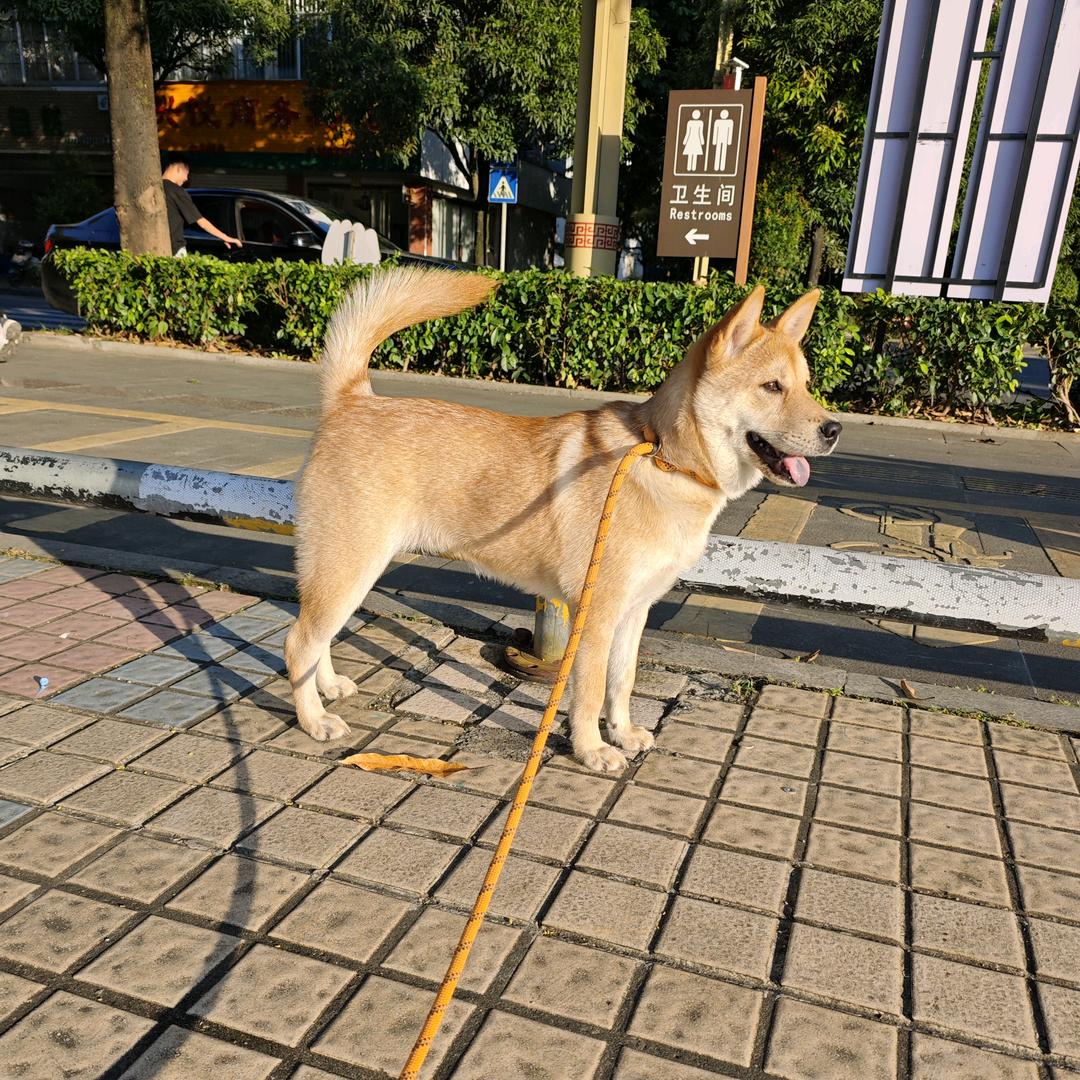 田园犬～土豆