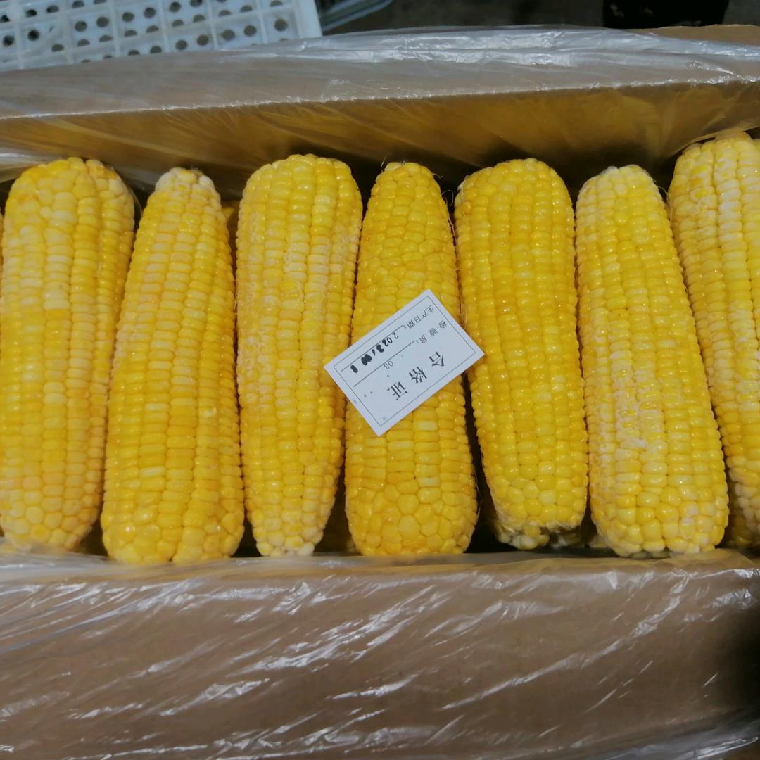 超哥玉米