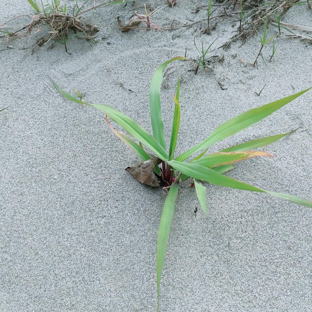 风雅轩