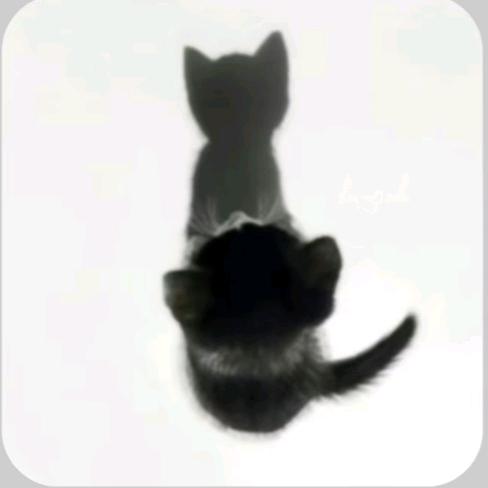 hi猫
