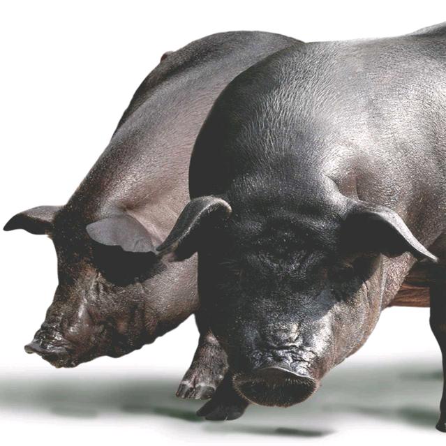 猪二哥 —— 生态黑猪