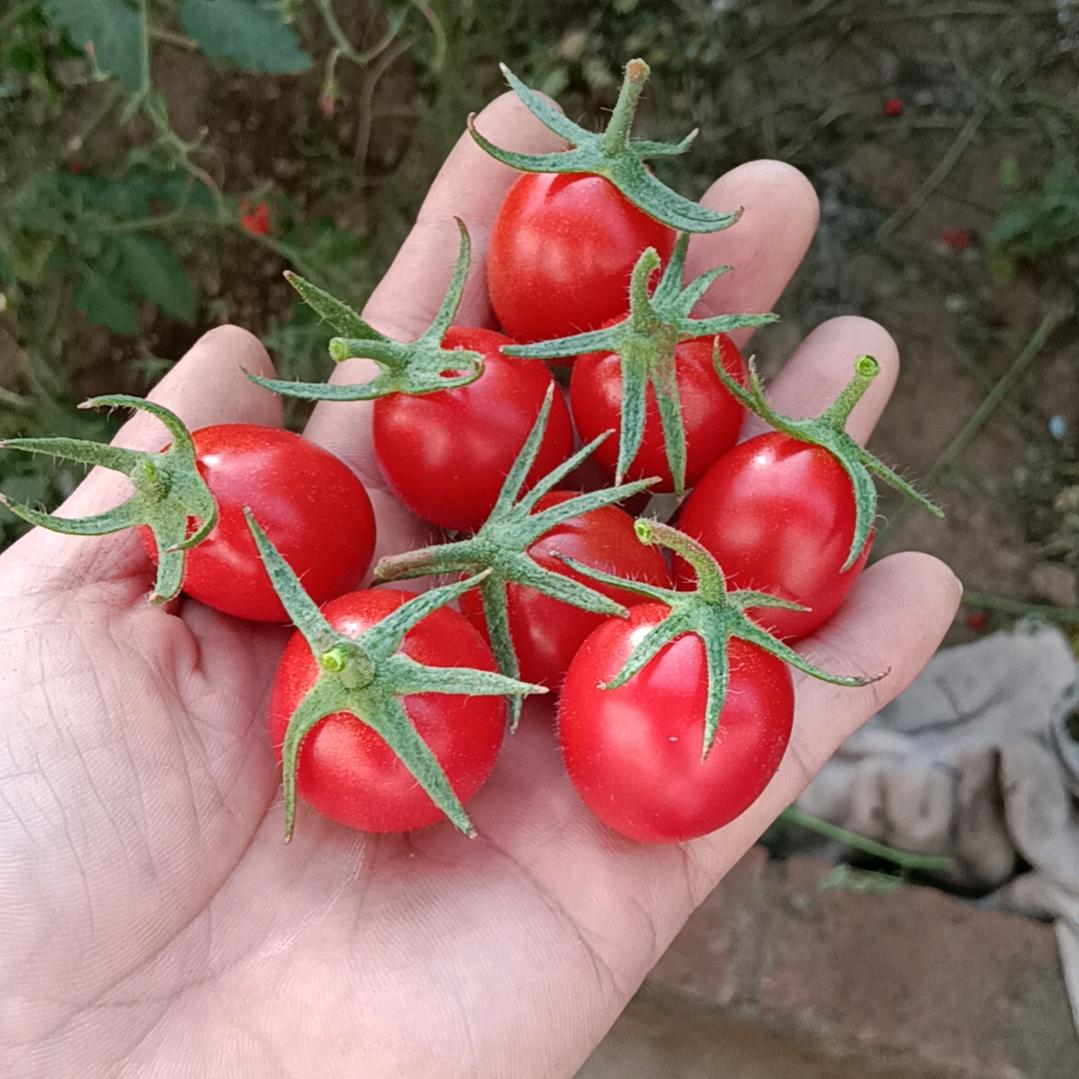 蜜香甜番娜姐