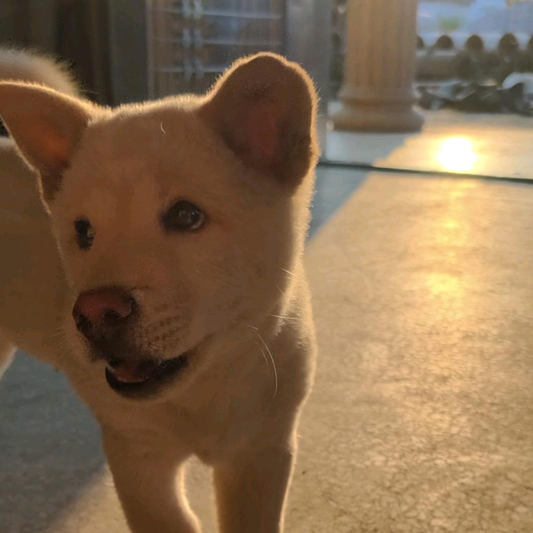 狗多多🐶