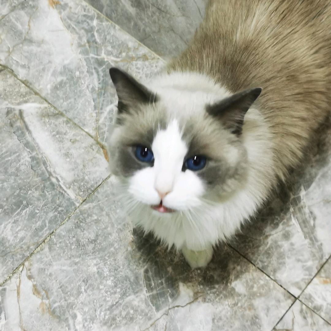 爱打台球钓鱼的猫