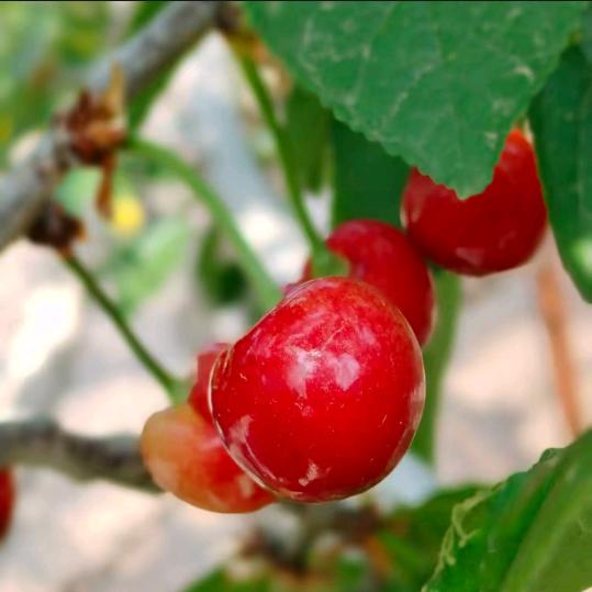 樱桃🍒吖