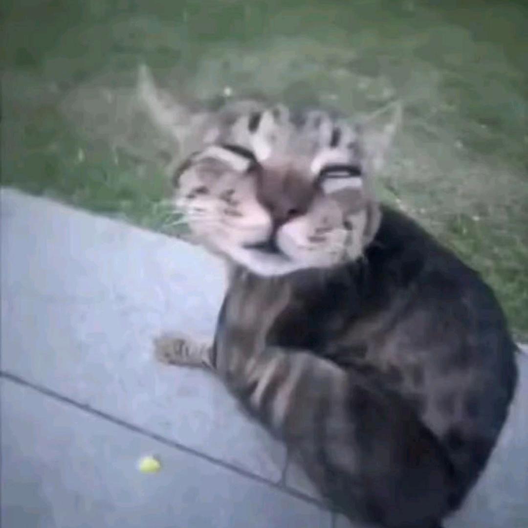 小凑猫很凑
