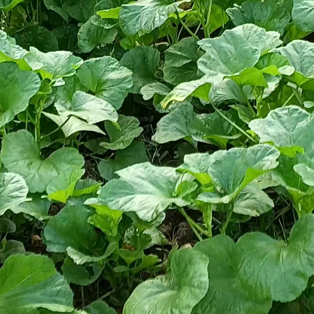 小田爱种植