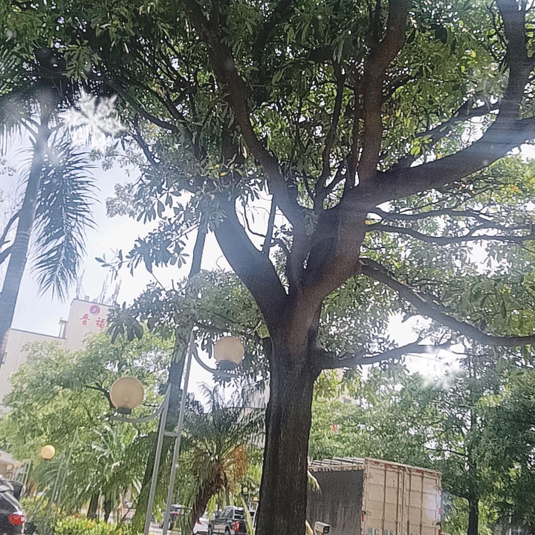 《小树林”