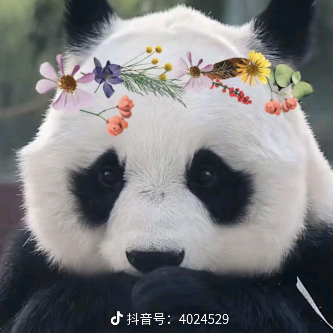 向阳花 。
