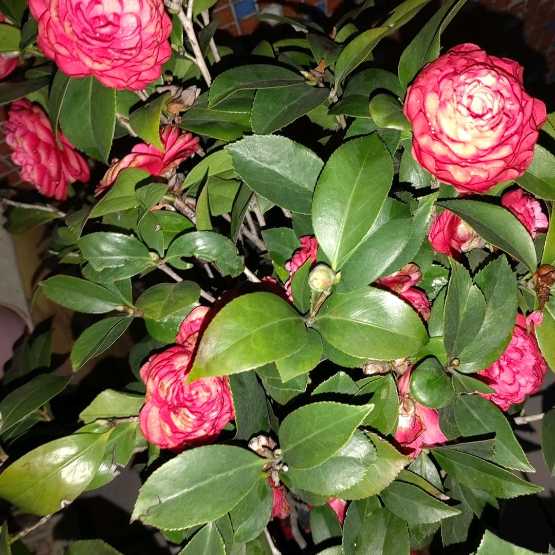 小阳光