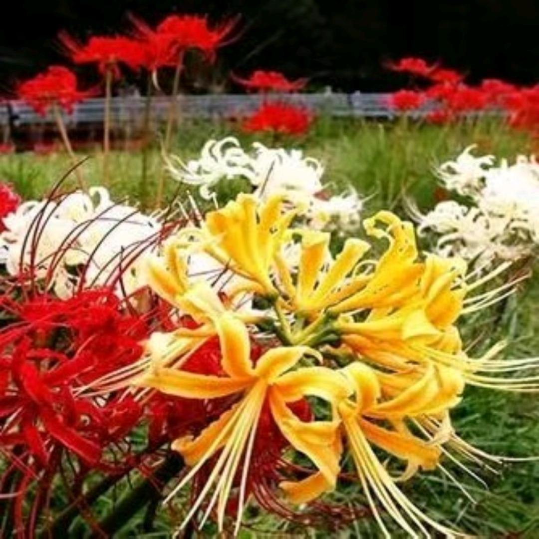 蓝梦蝶生活市集