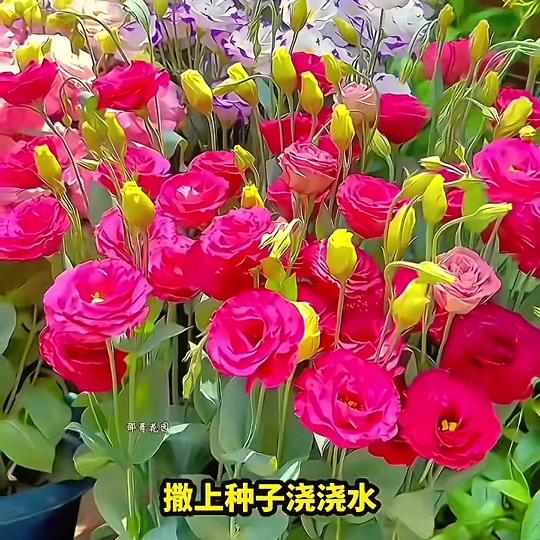 会飞的鱼