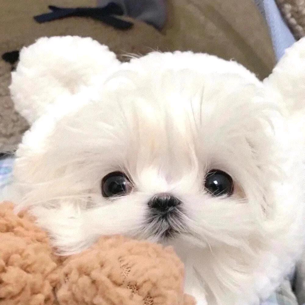 九妹养殖【工厂店】