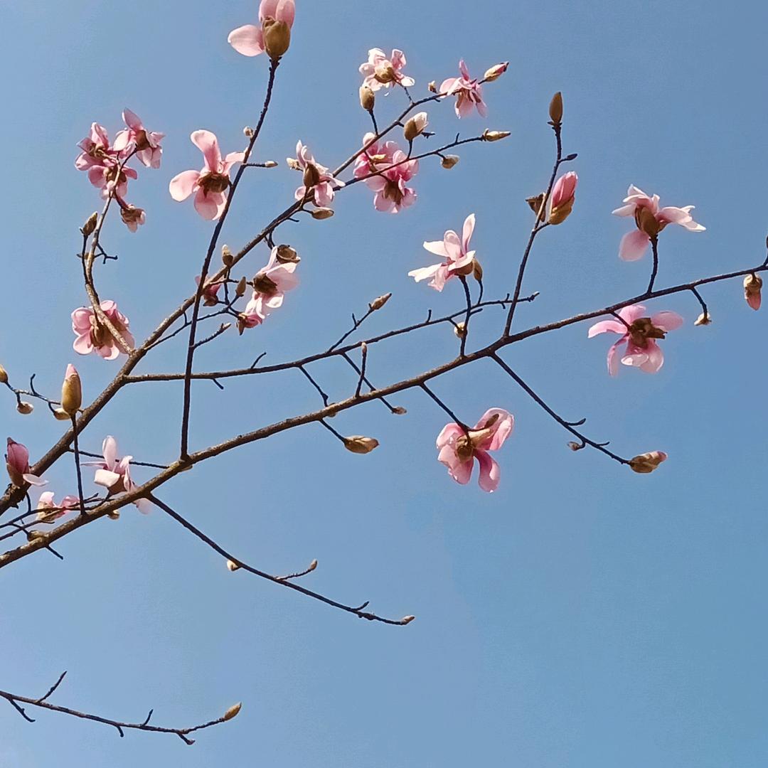 满颜是你  为爱停刘