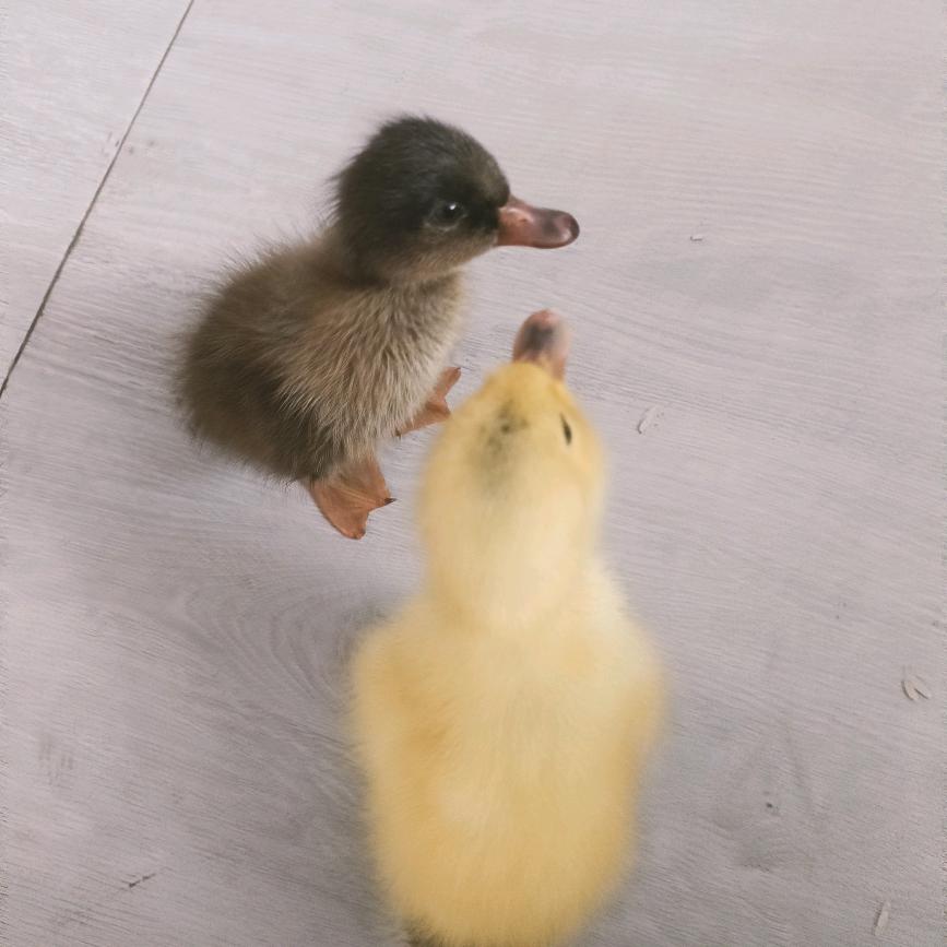 双双妈