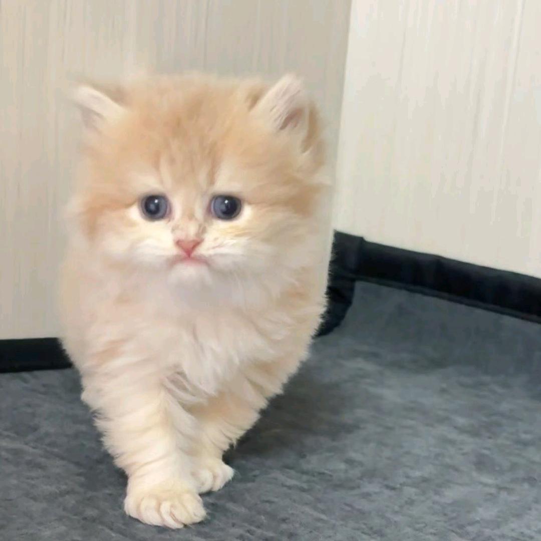 木子李的猫猫