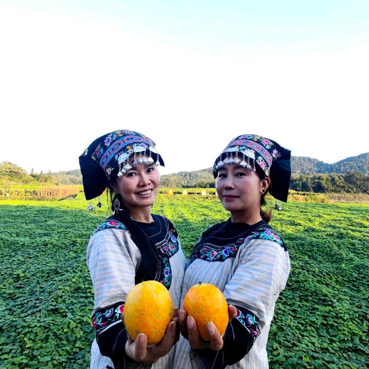 苗家至福香黄金吊瓜
