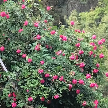 幸福之花